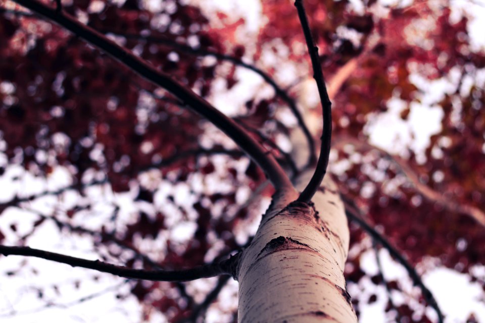 low-angle photography of brown leafed tree at daytime