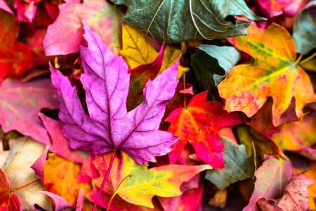flat lay photography of purple and red leaves photo