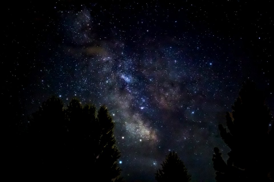 silhouette of trees during starry night