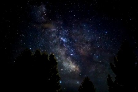 silhouette of trees during starry night