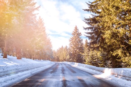 asphalt road in between of tall trees at daytime photo