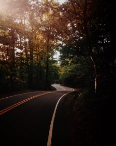 gray concrete road between green trees photo