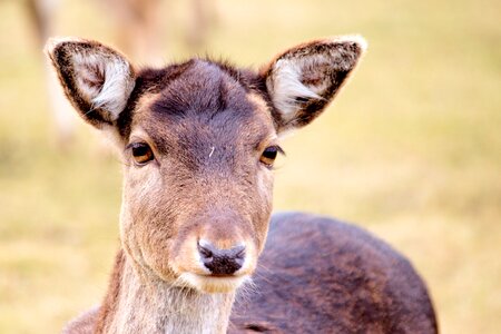 Animal young deer scheu
