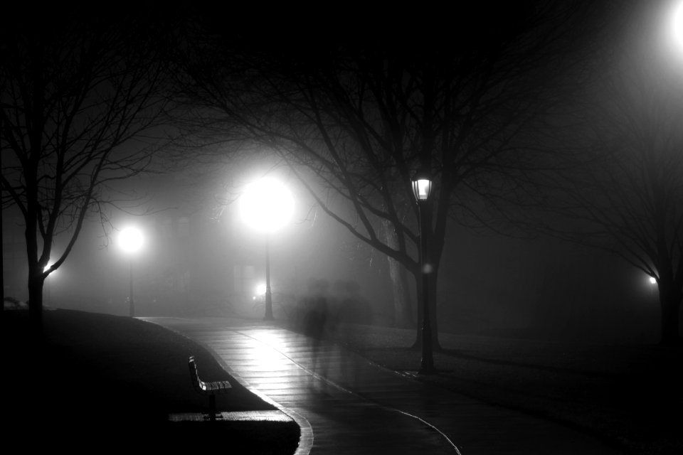 silhouette photography of trees