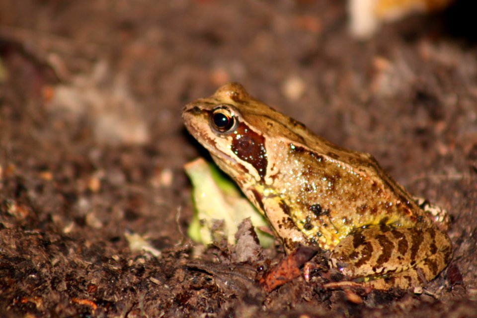 Frog