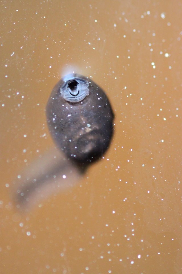 Frog, Water, Eating