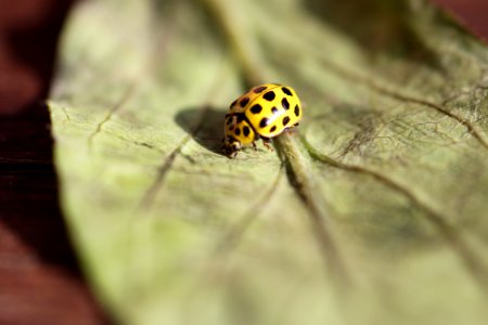 Ladybird, Yellow ladybird