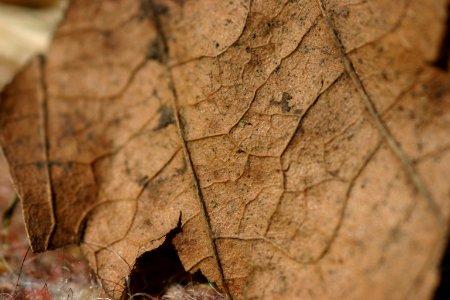 Autumn, Dry leaf photo