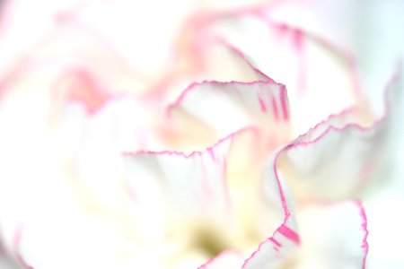 Pink, Flower