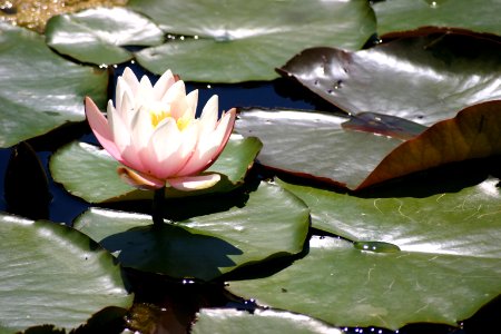 Pond, Flower, Water