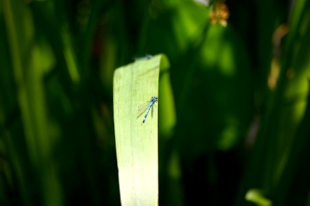 Leaf, Blue, Dragonfly