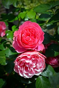 Pink rose rose blooms garden roses