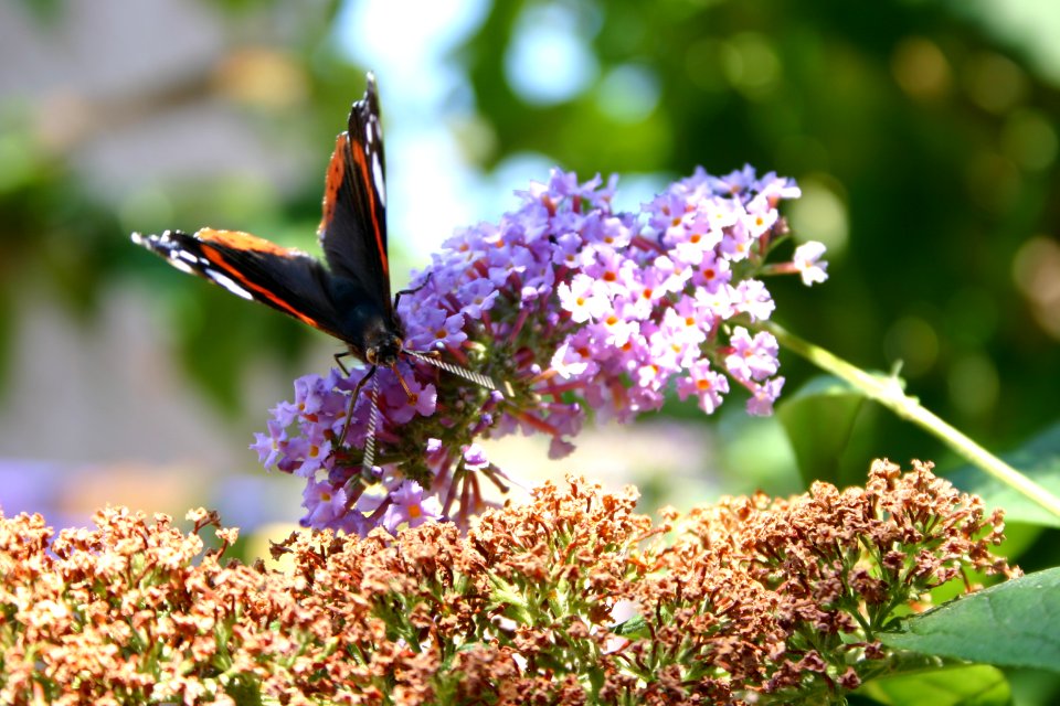 Flowers, Purple, Buddlea