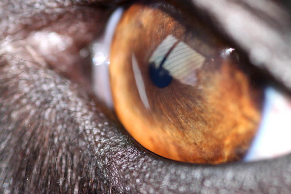 Reflection, Eye, Dog