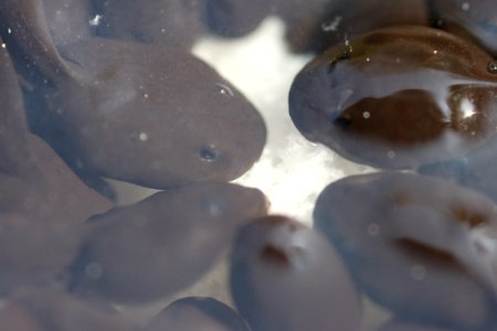 Eyes, Babies, Water