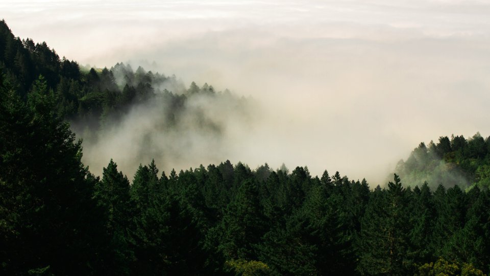 forest trees covered by fogs photo