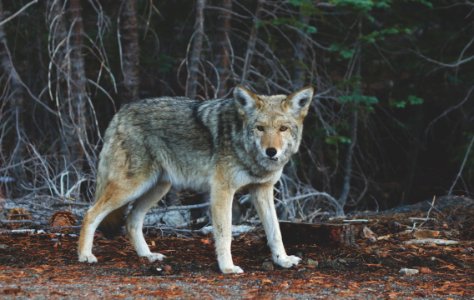 focus photography of standing wolf near tree photo