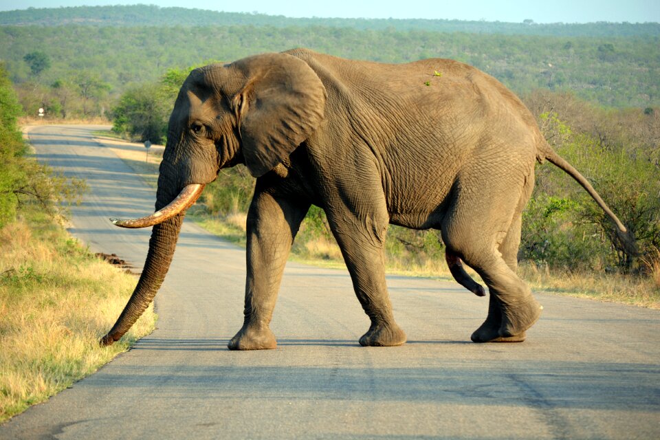 Kruger park south africa safari