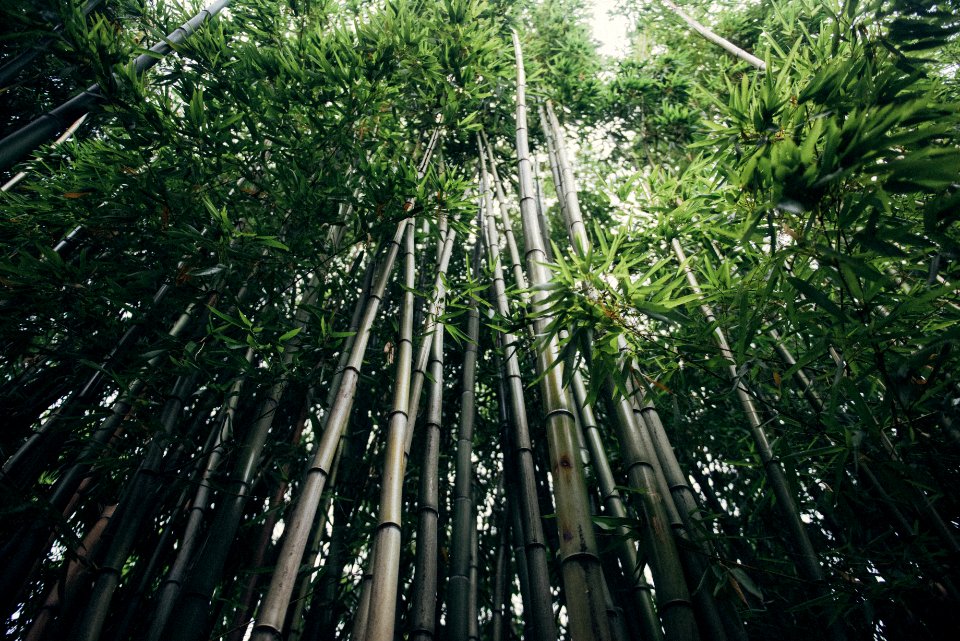 Portl, United states, Tall