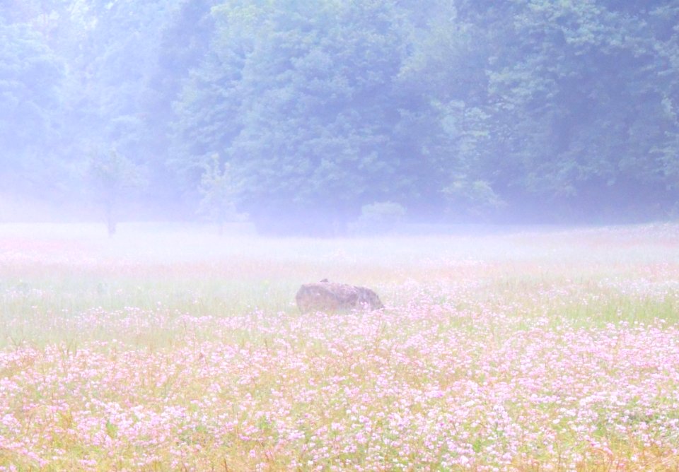 Woods, Fog, Foggy photo