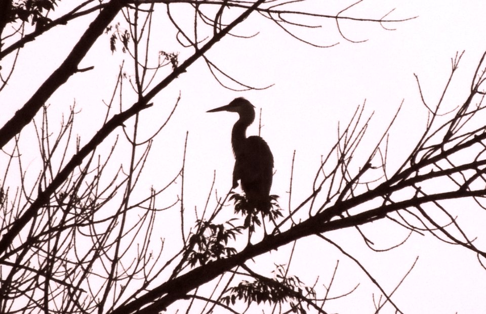 Bird perched, Bird, Tree