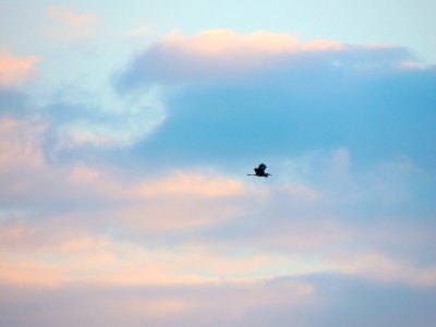 Flying bird, Blue heron, Heron photo