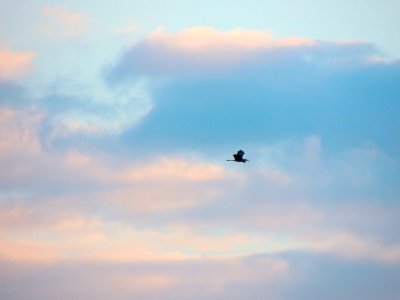 Flying bird, Blue heron, Heron