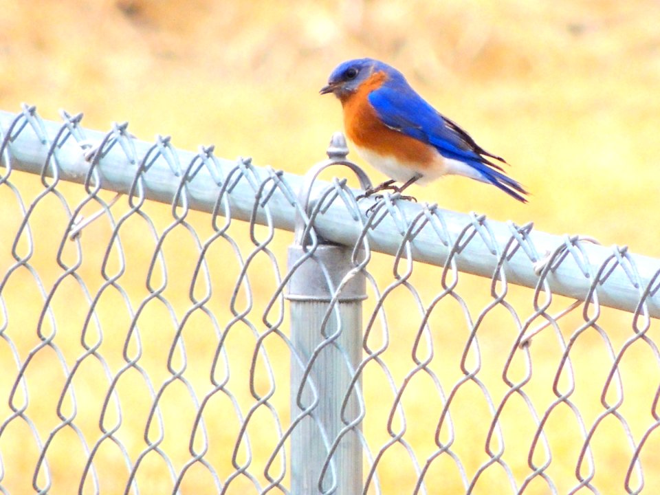 Spring, Bird on fence, Bird