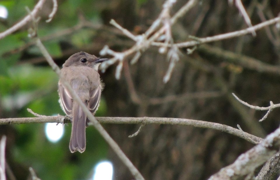Branch, Sparrow, Bird