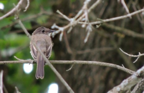 Branch, Sparrow, Bird photo