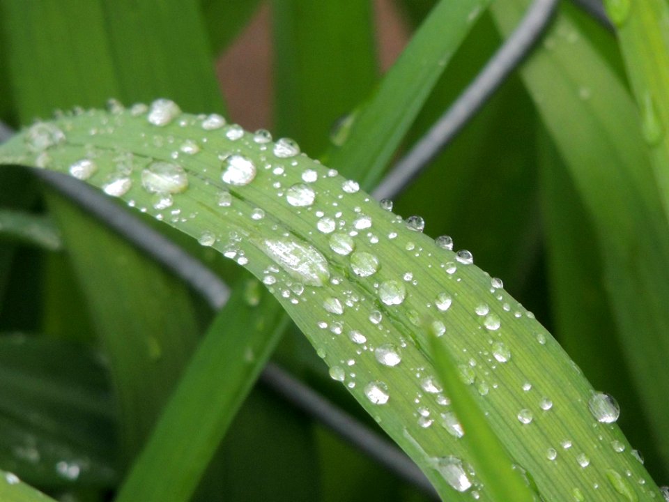 Lily, Leaves, Nature