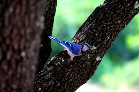 Austin, United states, Wildlife
