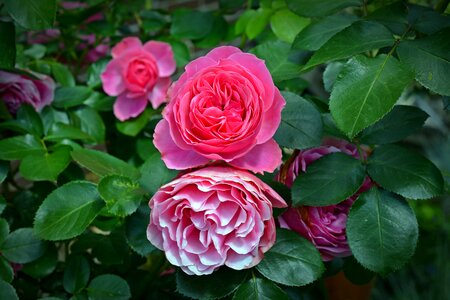 Pink rose rose blooms garden roses