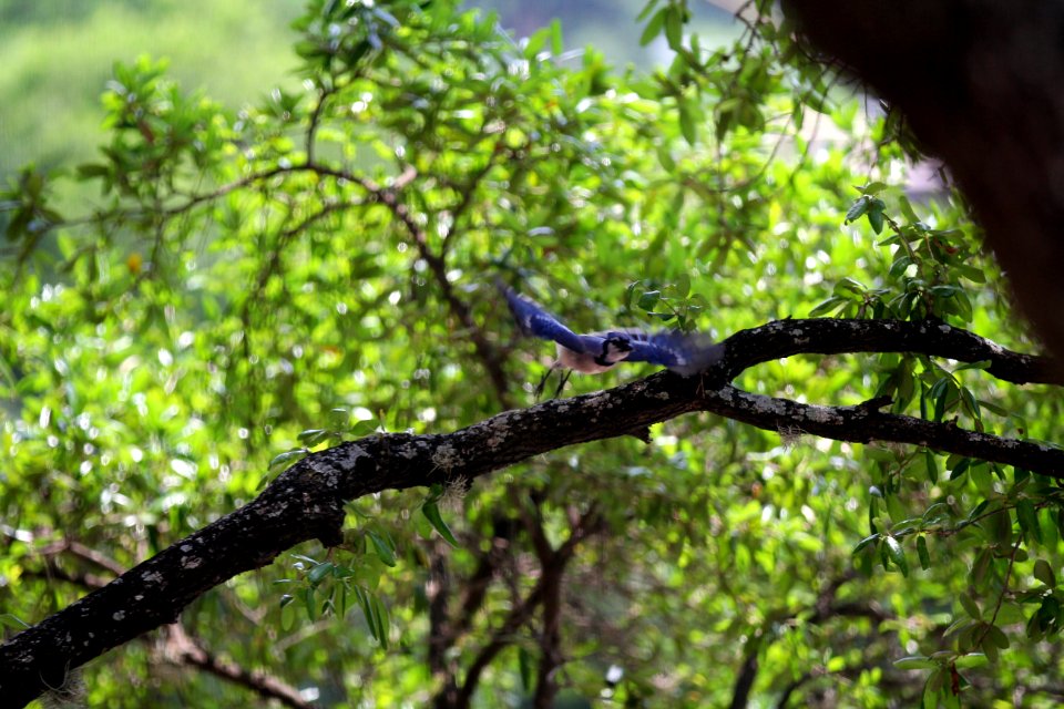 Austin, United states, In motion