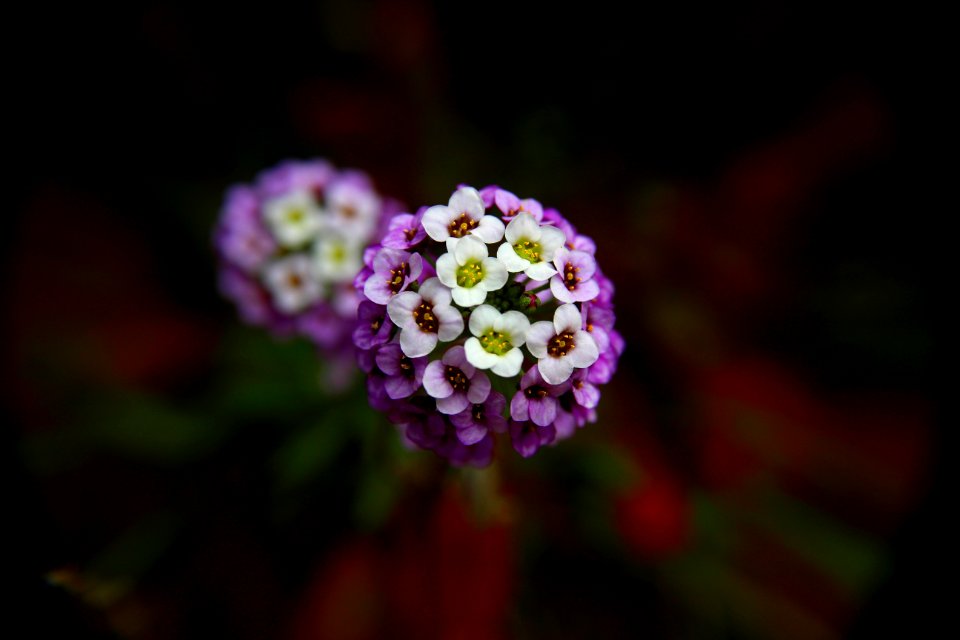 Alii kula lavender, Kula, United states