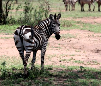 Tanzania, Serengeti national park, Wildlife