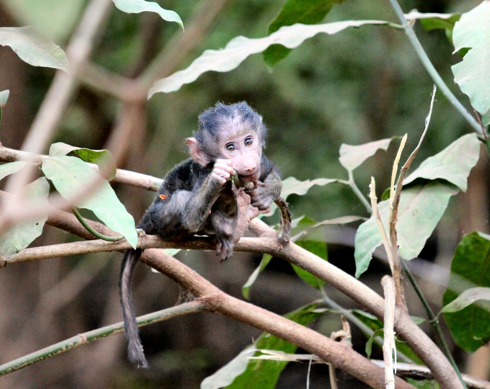 Tanzania, Lake manyara national park, Climb