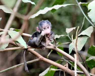 Tanzania, Lake manyara national park, Climb