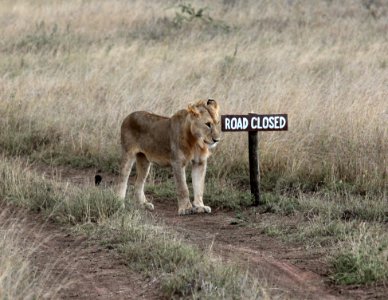 Tanzania, Serengeti national park, Safari