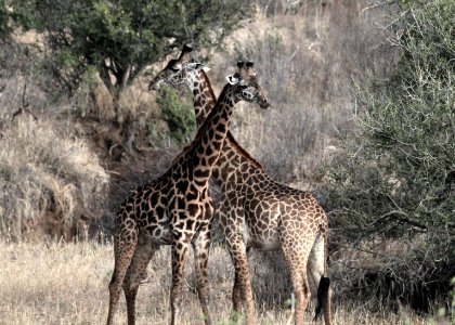 Tanzania, Serengeti national park, Camouflage photo