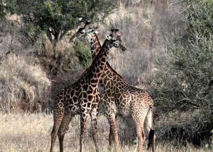 Tanzania, Serengeti national park, Camouflage