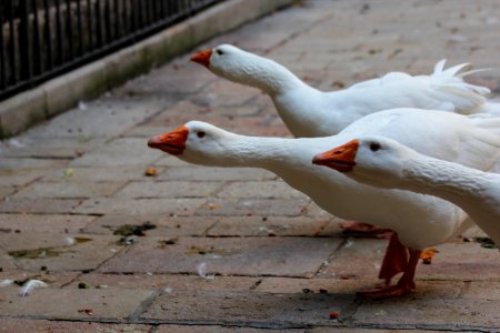 Barcelona, Spain, Wildlife