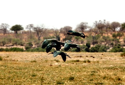 Botswana, On safari, Wildlife