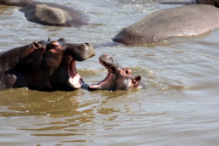 Tanzania, Serengeti national park, Playing