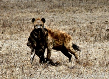 Tanzania, Ngorongoro conservation area, Eating