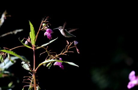 brown hummingbird flying near purple flower photo