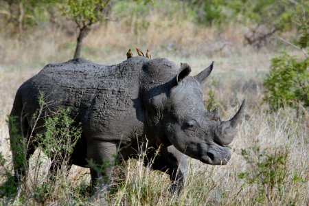 gray rhino on gray grasses at daytime photo