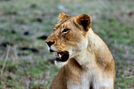 shallow-focus photography of brown lioness photo