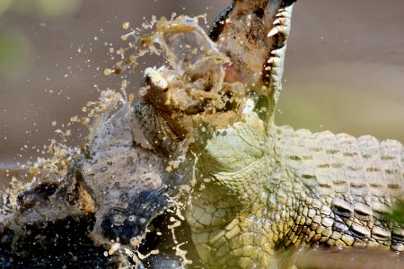 Serengeti national park, Tanzania, Wildlife