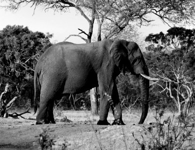 Kruger park, South africa, Elephant photo